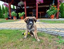 Oddam w dobre ręce suczkę mieszaniec Labrador - 4
