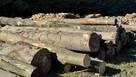 Grube drewno KŁODA BUKOWA (wdp) TANIO - 7
