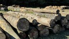 Grube drewno KŁODA BUKOWA (wdp) TANIO - 5