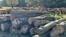 Grube drewno KŁODA BUKOWA (wdp) TANIO - 4