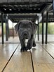 Cane Corso szczeniaki maści błękitnej ur. 06.09.2024 - 7