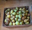 Gruszki duże twarde cena brutto 1,50 zł. oferent.pl.tl - 8