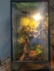 Sprzedam terrarium z wyposażeniem wraz z gekonami - 2