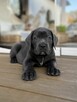Cane Corso szczeniaki maści błękitnej ur. 06.09.2024 - 5