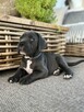 Cane Corso szczeniaki maści błękitnej ur. 06.09.2024 - 2