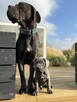 Cane Corso szczeniaki maści błękitnej ur. 06.09.2024 - 14