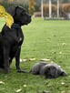 Cane Corso szczeniaki maści błękitnej ur. 06.09.2024 - 15
