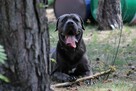 Cane Corso szczeniaki maści błękitnej ur. 06.09.2024 - 16