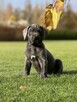 Cane Corso szczeniaki maści błękitnej ur. 06.09.2024 - 13