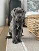 Cane Corso szczeniaki maści błękitnej ur. 06.09.2024 - 4
