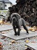 Cane Corso szczeniaki maści błękitnej ur. 06.09.2024 - 10
