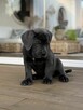 Cane Corso szczeniaki maści błękitnej ur. 06.09.2024 - 6
