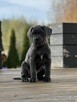 Cane Corso szczeniaki maści błękitnej ur. 06.09.2024 - 3