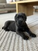 Cane Corso szczeniaki maści błękitnej ur. 06.09.2024 - 12