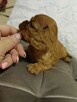 Reproduktor Cavalier King Charles spaniel Amor - 4