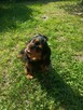 Reproduktor Cavalier King Charles spaniel Amor - 9