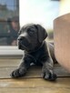 Cane Corso szczeniaki maści błękitnej ur. 06.09.2024 - 11