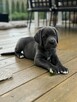 Cane Corso szczeniaki maści błękitnej ur. 06.09.2024 - 9
