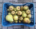 Gruszki duże twarde cena brutto 1,50 zł. oferent.pl.tl - 4