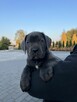Cane Corso szczeniaki maści błękitnej ur. 06.09.2024 - 8