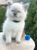 RAGDOLL Śliczne Kocięta-Zapowiedź miotu - 2