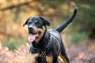 Neron w typie rotwailera szuka aktywnego domku! - 2