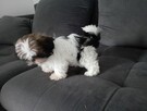 Shih tzu - 3