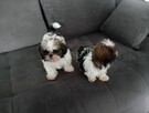 Shih tzu - 4