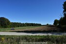 Działka blisko lasu w gminie Miechów - www.wachowicz.nieruch - 5
