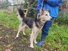 FOREST poczciwy miś o wielkim sercu - 5