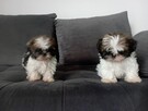 Shih tzu - 1