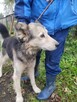 FOREST poczciwy miś o wielkim sercu - 8
