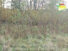 Działka budowlana Benenard gm. Radziejowice - 4