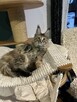 Wspaniałe rodowodowe kocięta maine coon - 5