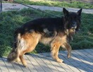 Ajron - 4