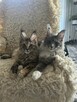 Wspaniałe rodowodowe kocięta maine coon - 3