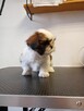 Shih tzu - 4