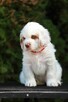 Szczeniak Clumber Spaniel FCI/ZKwP - 2