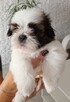 Shih tzu - 6