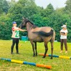 Szukam pracy jako opiekun koni luzak menadżer zajazdka - 11