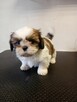 Shih tzu - 7