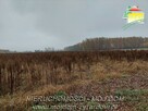 Działka budowlana Miedniewice gm. Wiskitki - 1