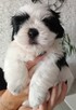 Shih tzu - 5