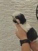 Shih tzu - 2