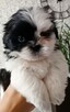 Shih tzu - 3