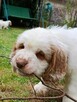 Szczeniak Clumber Spaniel FCI/ZKwP - 4