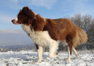 Rasowy Border Collie - piękny pies czekoladowo-biały - 8