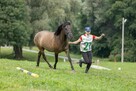 Szukam pracy jako opiekun koni luzak menadżer zajazdka - 6