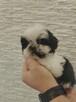 Shih tzu - 1