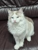 Kocurek Ragdoll - 9